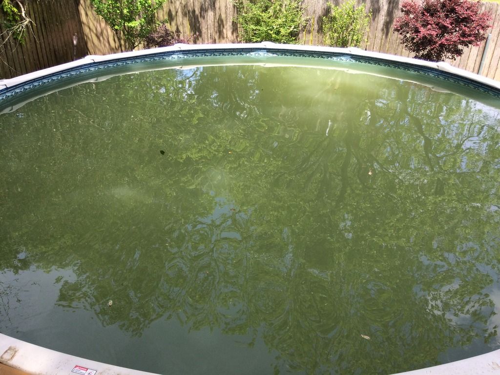 the bottom of my pool is green